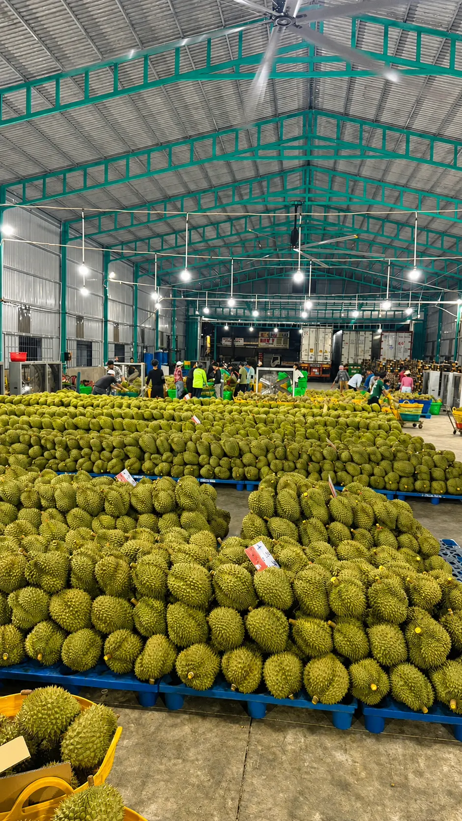 Toàn cảnh kho sầu riêng Kim Hỷ tại Đắk Lắk